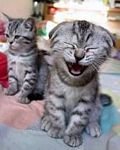 pic for laugin cat